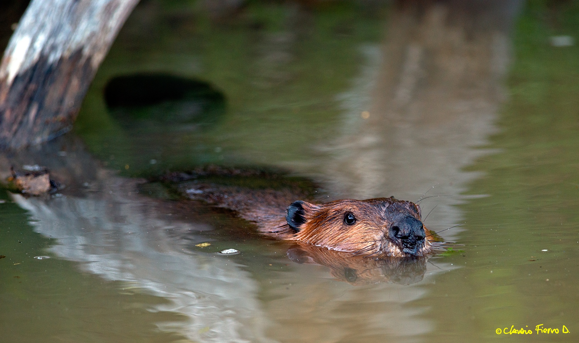 Estudio evaluará impacto socioeconómico de la invasión del castor en la